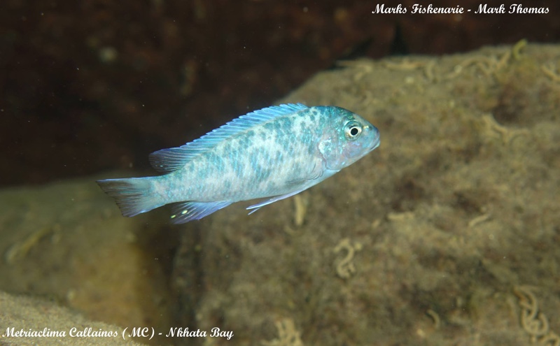 Maylandia callainos 'Nkhata Bay'